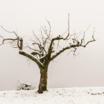Potatura di alberi a gennaio: guida visiva su quali alberi potare e quali non toccare.