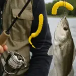 Come riconoscere vermi da pesca vitali prima di usarli