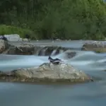 Dove cercare pesci in fiume vicino al confine tra acqua veloce e lenta
