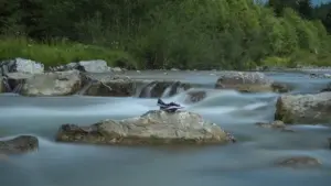 Dove cercare pesci in fiume vicino al confine tra acqua veloce e lenta