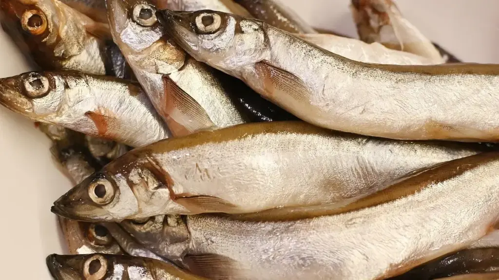 Come verificare se un minnow nuota dritto prima di pescare