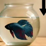 Come slamare un pesce riducendo il tempo fuori dall’acqua