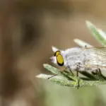 Pesca a mosca: come asciugare una mosca secca tra un lancio e l’altro
