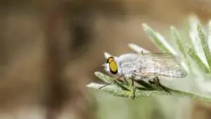 Pesca a mosca: come asciugare una mosca secca tra un lancio e l’altro