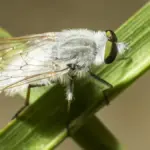 Mosca secca che affonda: come distinguere un’esca bagnata da un montaggio inadatto
