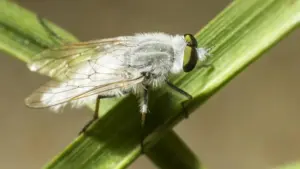 Mosca secca che affonda: come distinguere un’esca bagnata da un montaggio inadatto