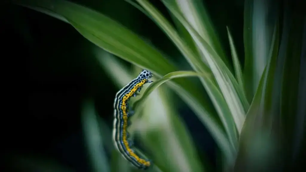 Worm siliconico: come montarlo su amo offset