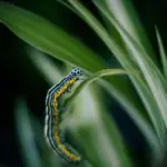 Worm siliconico: come montarlo su amo offset