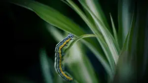 Worm siliconico: come montarlo su amo offset