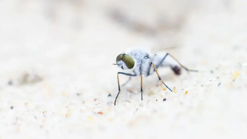 Mosche artificiali sommerse: come riconoscere le principali forme