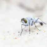 Mosche artificiali sommerse: come riconoscere le principali forme